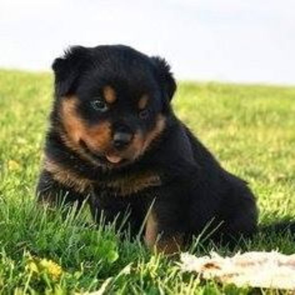 Meet your Posher, Rotty